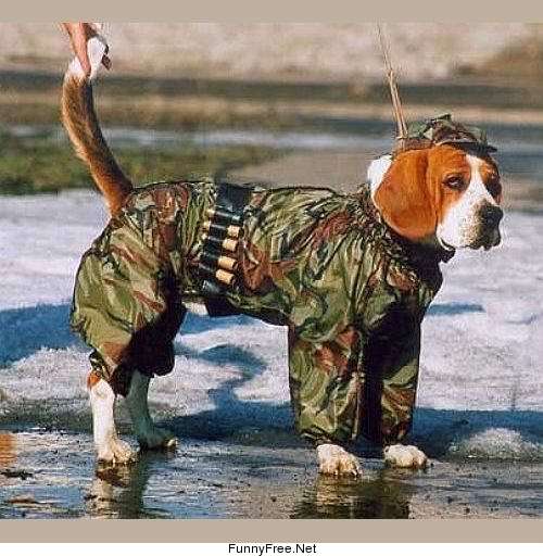 funny pictures Army Dog